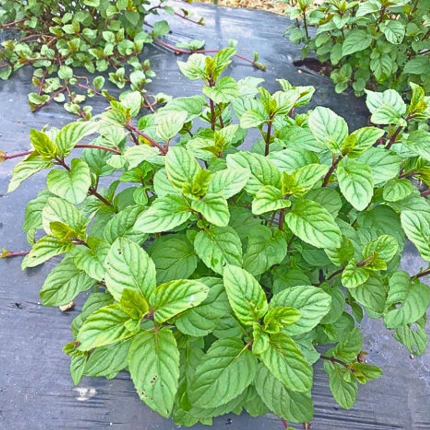 TANKDA Sets 2 Live Mint Plants Herb in 3.5" Pot, Fresh Orange Mint for Indoor Outdoor Growing, Spring Planting, 5-9" in Tall