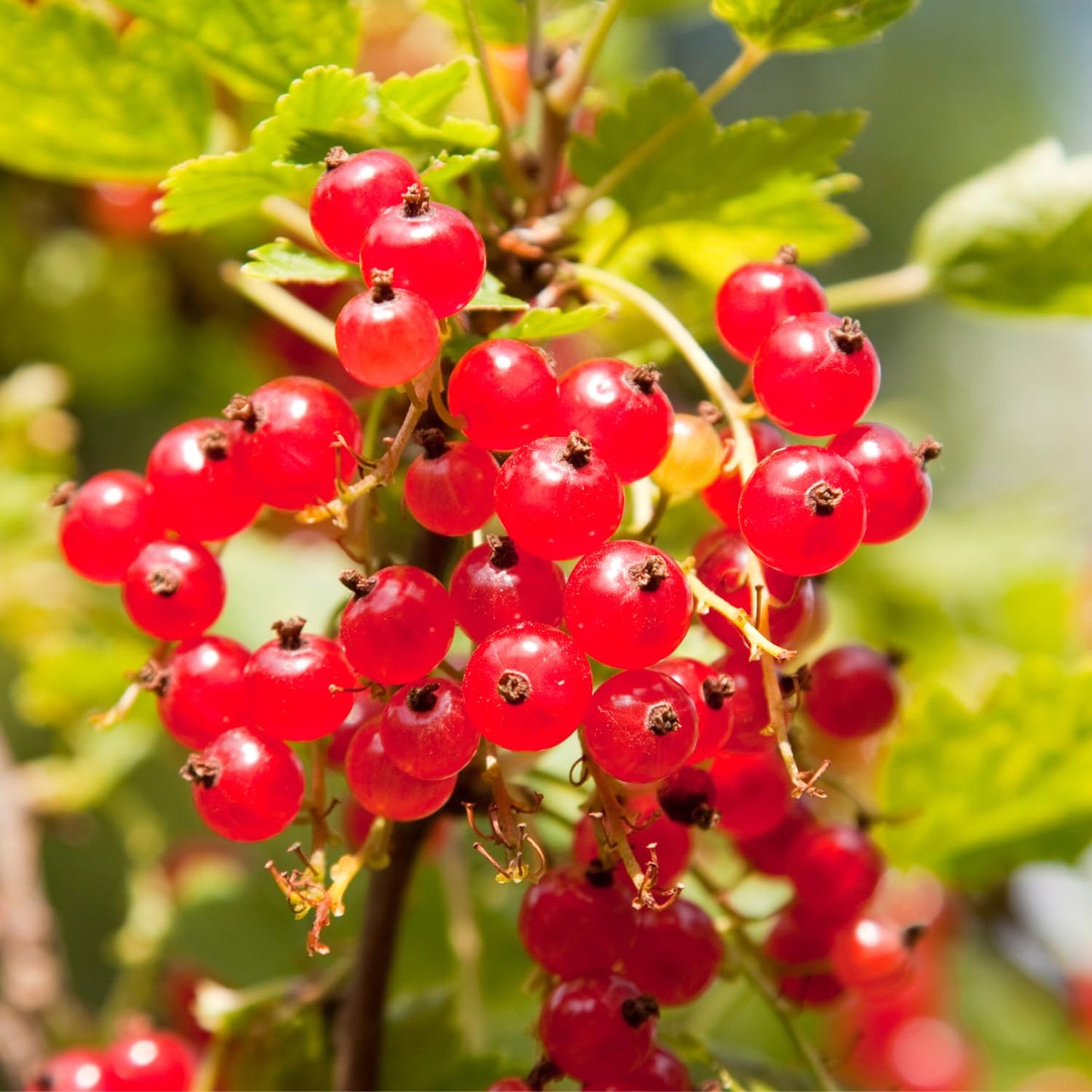Red Currant Bush Live Plant Well Rooted, 1 Year Bare Root, Red Currant Berry Plant Live, Currant Tree