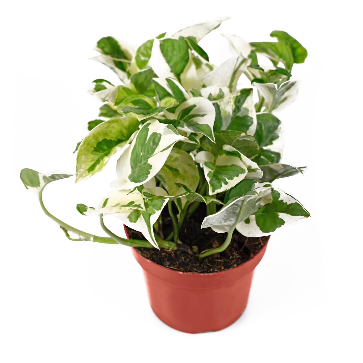 California Tropicals Pothos 'N Joy - 4" Live Plant - Variegated White and Green Leaves - Easy to Care for - Perfect for Home Decor, Gifts, and Office -