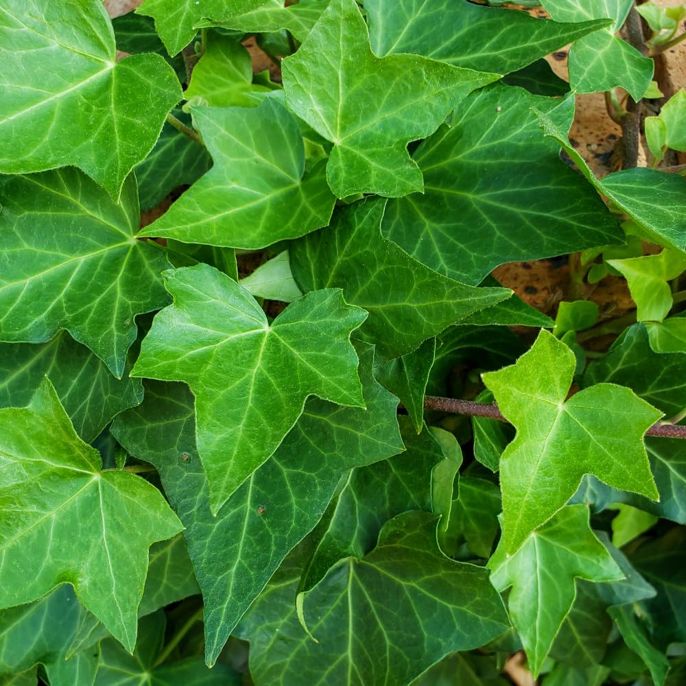 English Ivy Live Plant, Perennial English Ivy Vine Live Plant in Pot, 4 to 8 Inches Tall