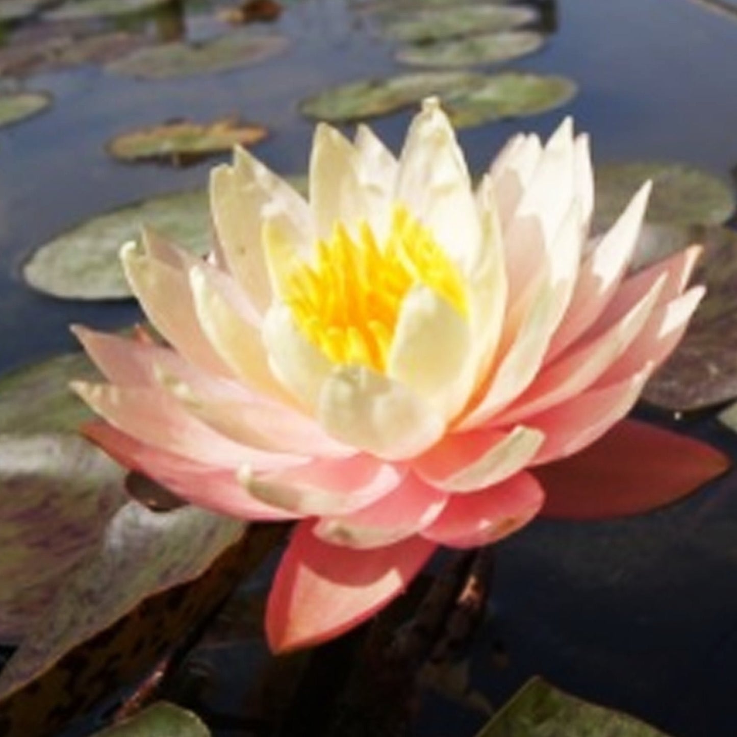 (Nymphaea Peaches & Cream) Hardy Water Lily Tuber Live Water Plants for Pond Balcony Porch Decorations by Greenpro