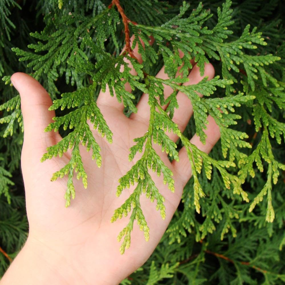 Brighter Blooms - Thuja Green Giant Arborvitae, 1-2 ft. - No Shipping to AK, AZ, HI, OR