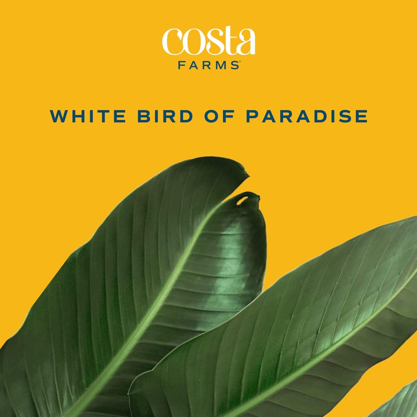 Costa Farms White Bird of Paradise Live Plant in Decorative Pot, Large Indoor Houseplant, Perfect for Home, Room, or Office Decor, Great House Warming or Birthday Gift, 2-3 Feet Tall