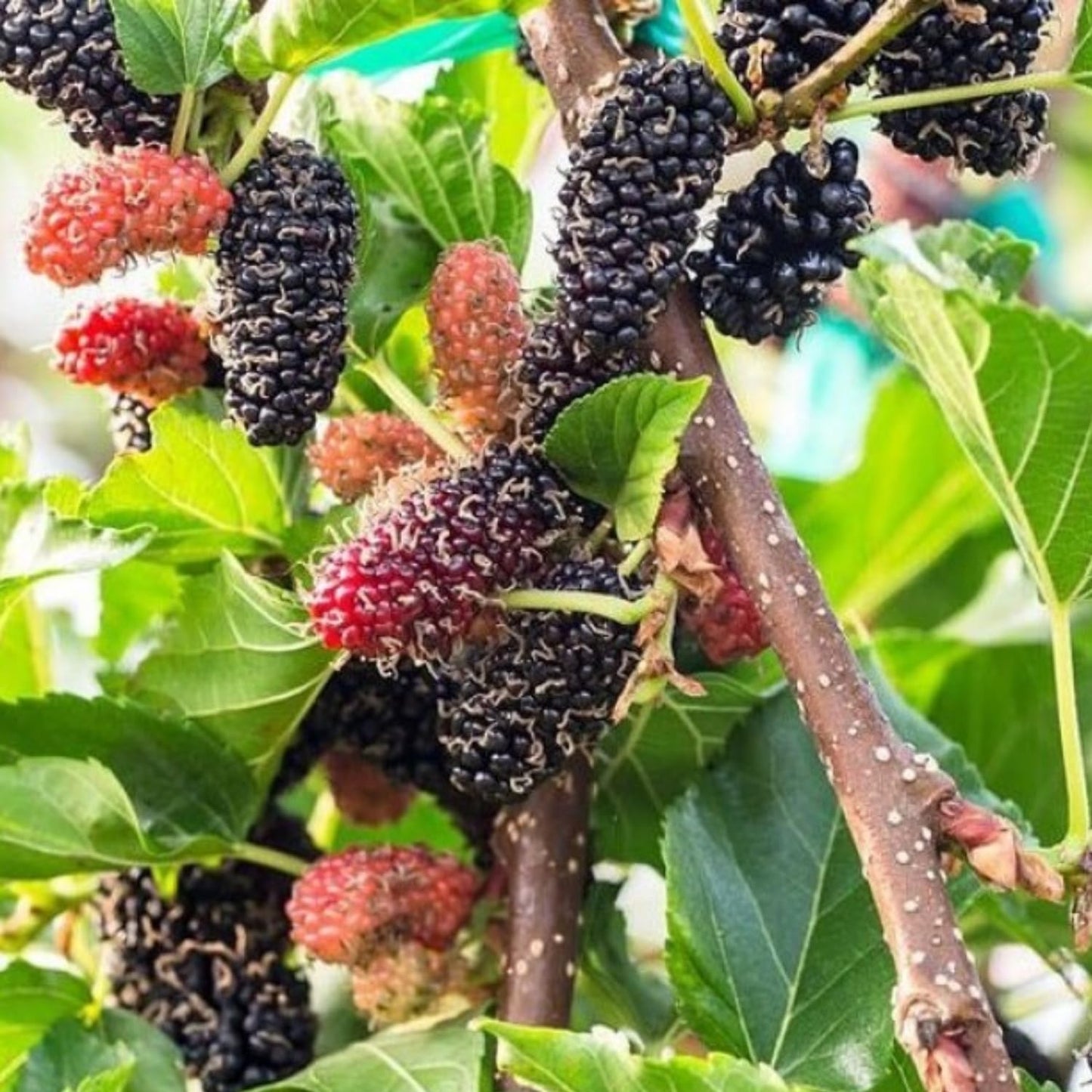 Mulberry Tree Live Plant, Mulberry Bushes for Home Gardens, Mulberry Plant Live, Mulberry Fruit, 5-9 Inch Tall (Dwarf Everbearing Mulberry)