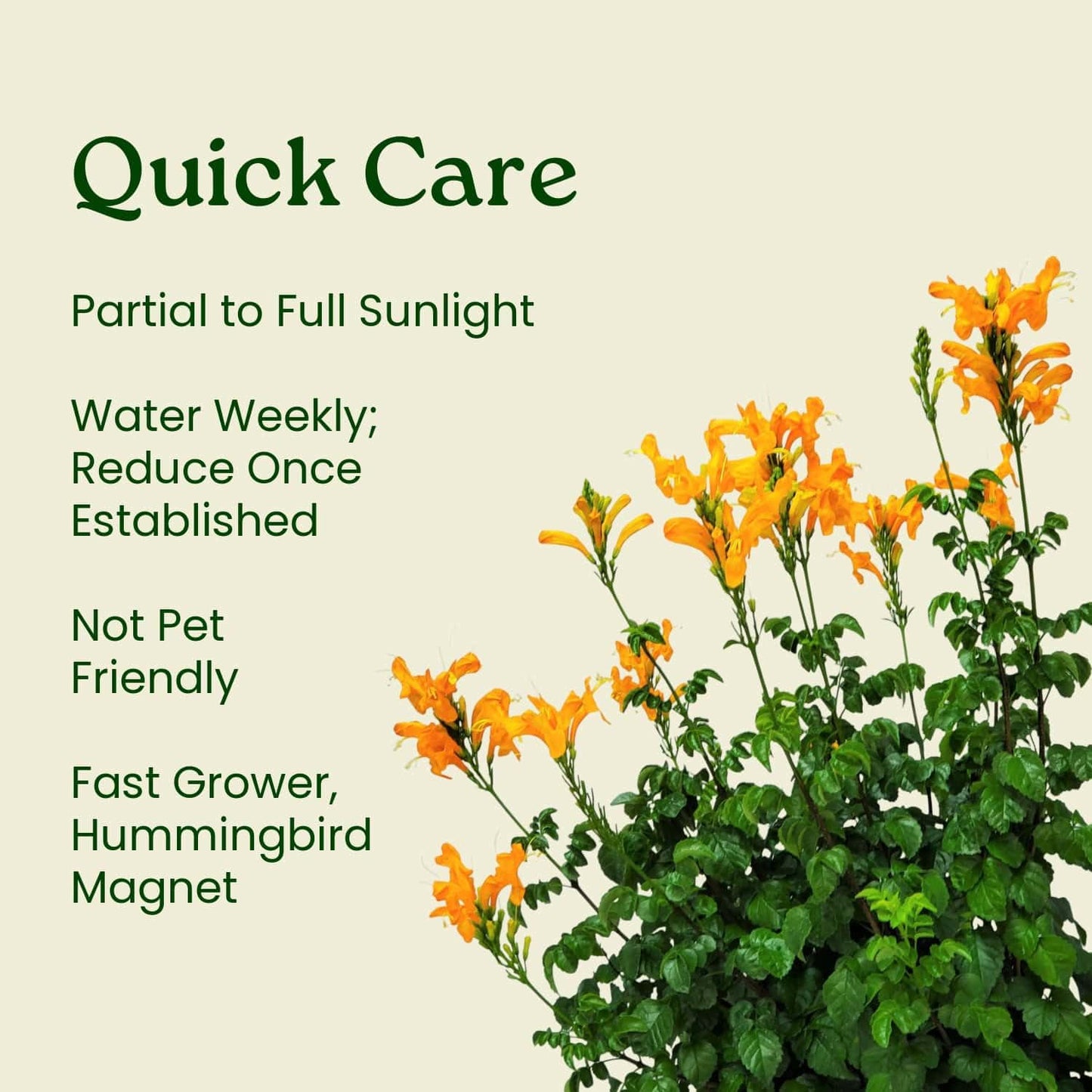 Cape Honeysuckle Bush - Orange - Overall Height 24" to 30" - Tropical Plants of Florida (Plant Only)