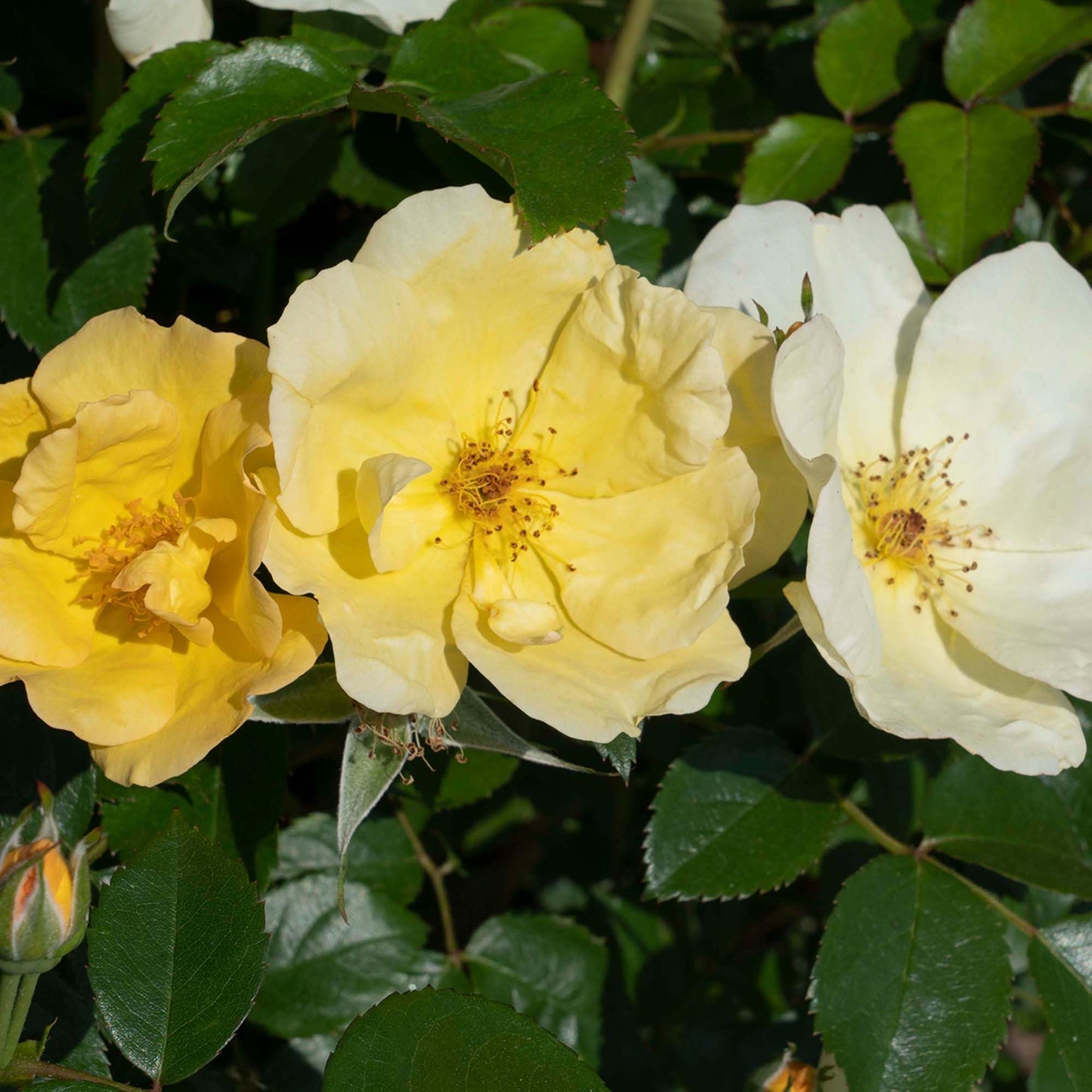 Perfect Plants Easy Bee-zy™ Knock Out® Rose Bush 1 Gallon | Live Rose Shrub | Fresh Roses