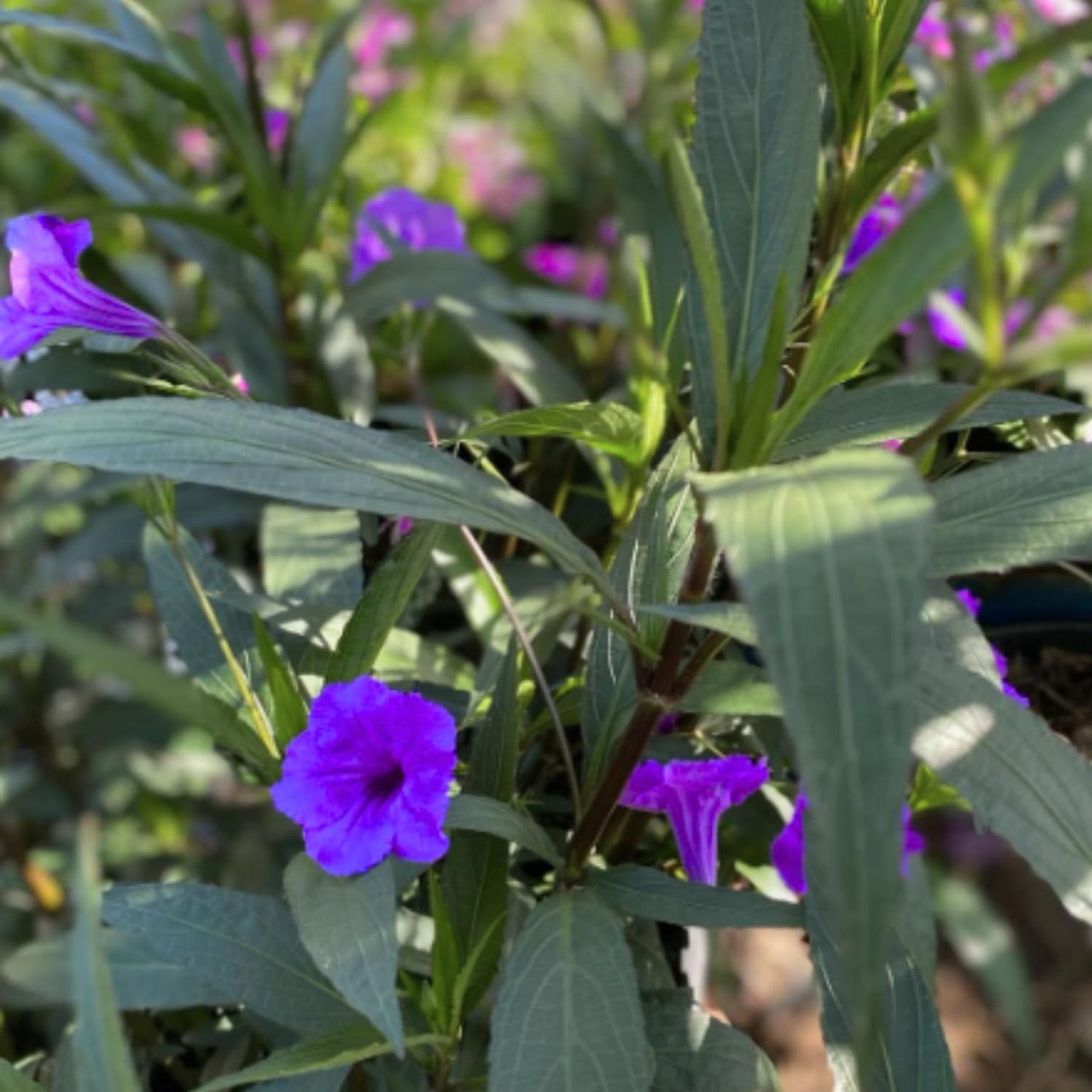 6 Mexican Petunia Live Plants, Vibrant, Low-Maintenance Perennial Flowers, 4-7 Inches, Garden or Containers Growing (Purple Showers)