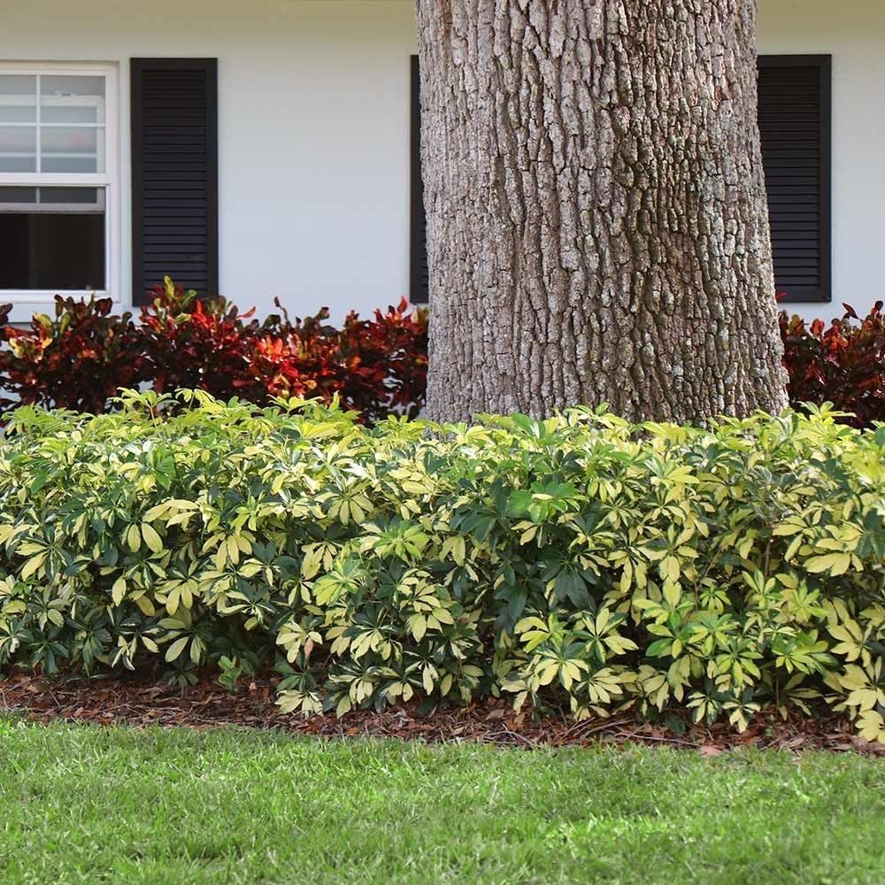 Arboricola Variegated Schefflera Trinette I 20 Live Plants I Vibrant Green & Yellow Foliage, Easy-Care Indoor & Outdoor Plant, Air-Purifying, Ideal for Home