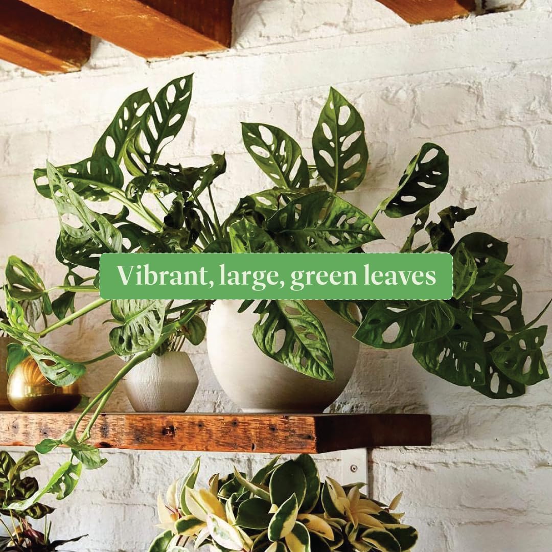 American Plant Exchange Monstera Adansonii – Live 8-Inch Hanging Basket Swiss Cheese Vine Plant, Easy-Care Trailing Houseplant, Low-Maintenance Air Purifying Plant for Home, Office & Garden Décor