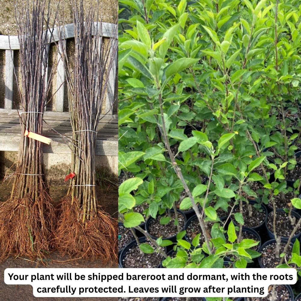 Gala Apple Tree Live Plant, Apple Plant Live for Planting, 2-3 Feet Tall, Bareroot Dormant, Live Apple Tree Plant Live, Sweet Apple Fruit Tree Ready to Grow Your Garden