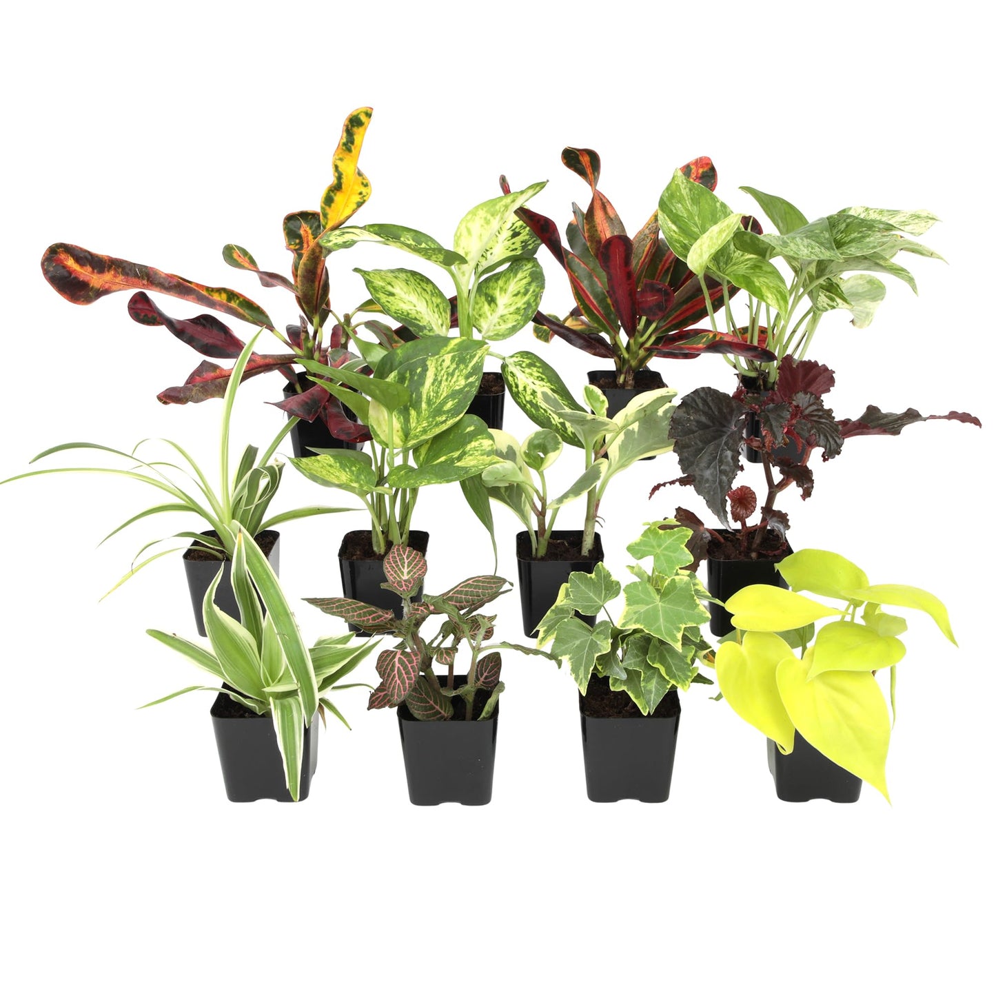 Easy to Grow Live Houseplants (12 Pack), Deluxe Collection of Assorted Air Purifying Indoor Plants, Peperomia, Spider Plants, Pothos, Easy Plant Care, 2 in Pots, Begonia, Croton