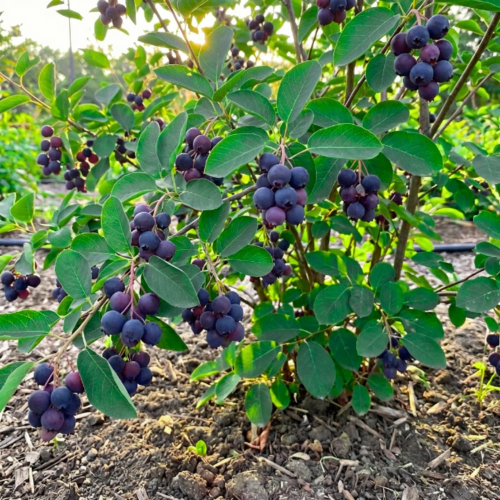 Serviceberry Tree Live Plant, Edible Serviceberry Plant, 5-9 Inc Tall, Sweet Berry Shrub for Outdoor Garden