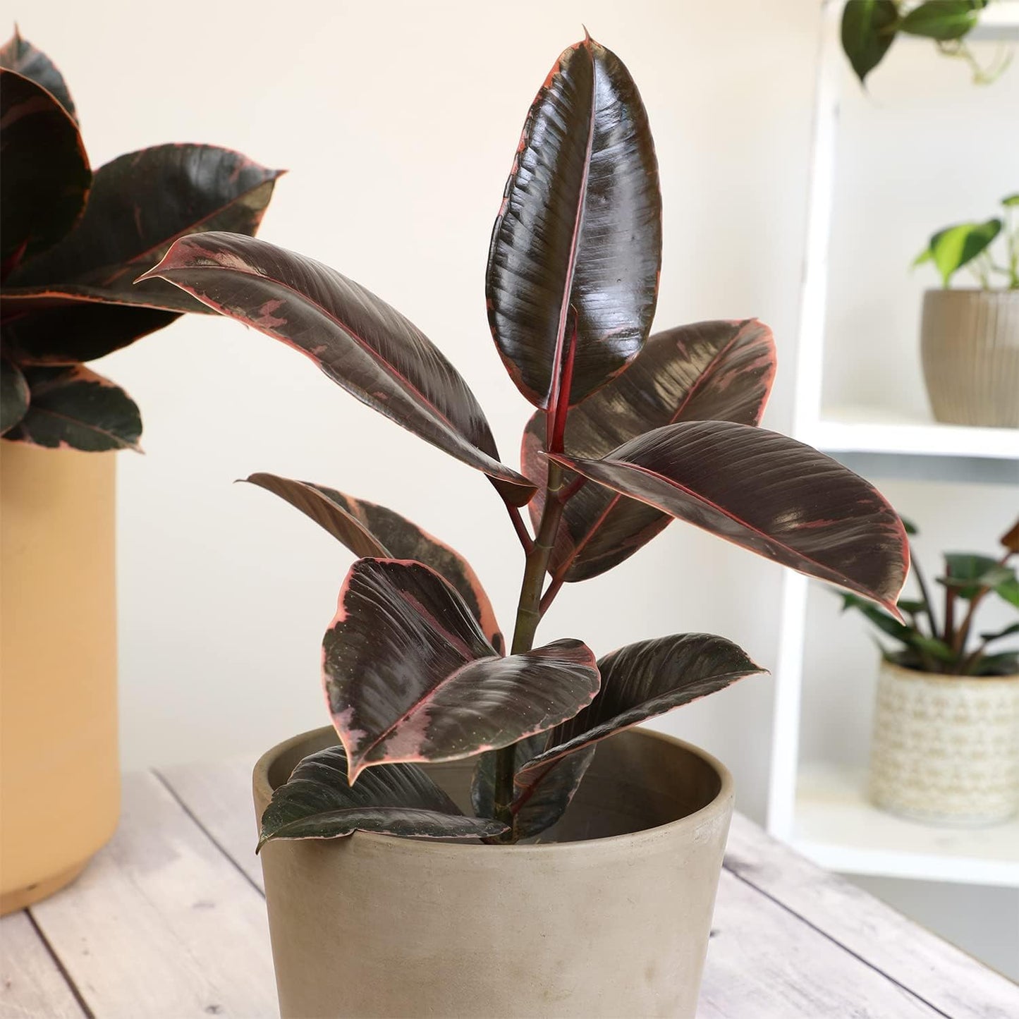 Ruby' Ficus Tree Live Plant (Variegated Rubber Plant), Ficus Elastica Live Plant Delivery, Easy Plant, Indoor Plants Live Houseplants, Real Plants, Live Plants Indoor Plant Decor by Plants for Pets