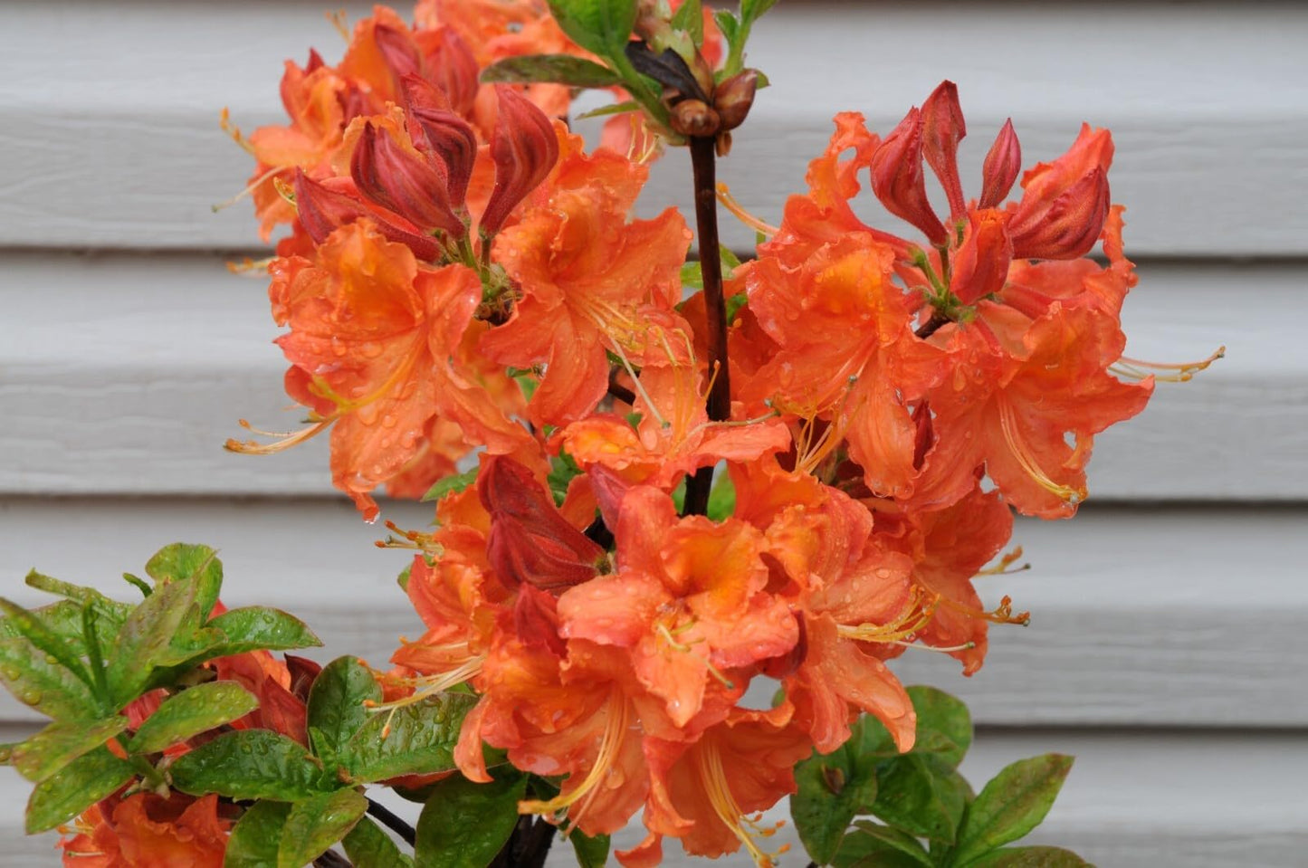 Live Plant - Mandarin Azalea Rhododendron Hybrid Starter Plant