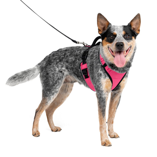 PetSafe EasySport Dog Harness – Adjustable Padded Dog Harness with Control Handle and Reflective Piping – Medium, Pink