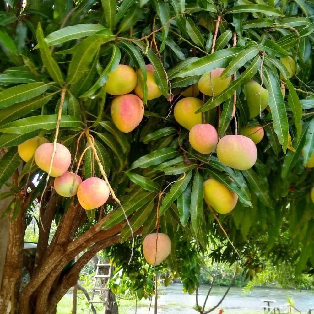 Grafted Mango Tree Live Plant 2-3ft 3 Gallon, Live Tropical Fruit Plant, Sweet Mango Variety for Outdoor Garden, No Ship to CA
