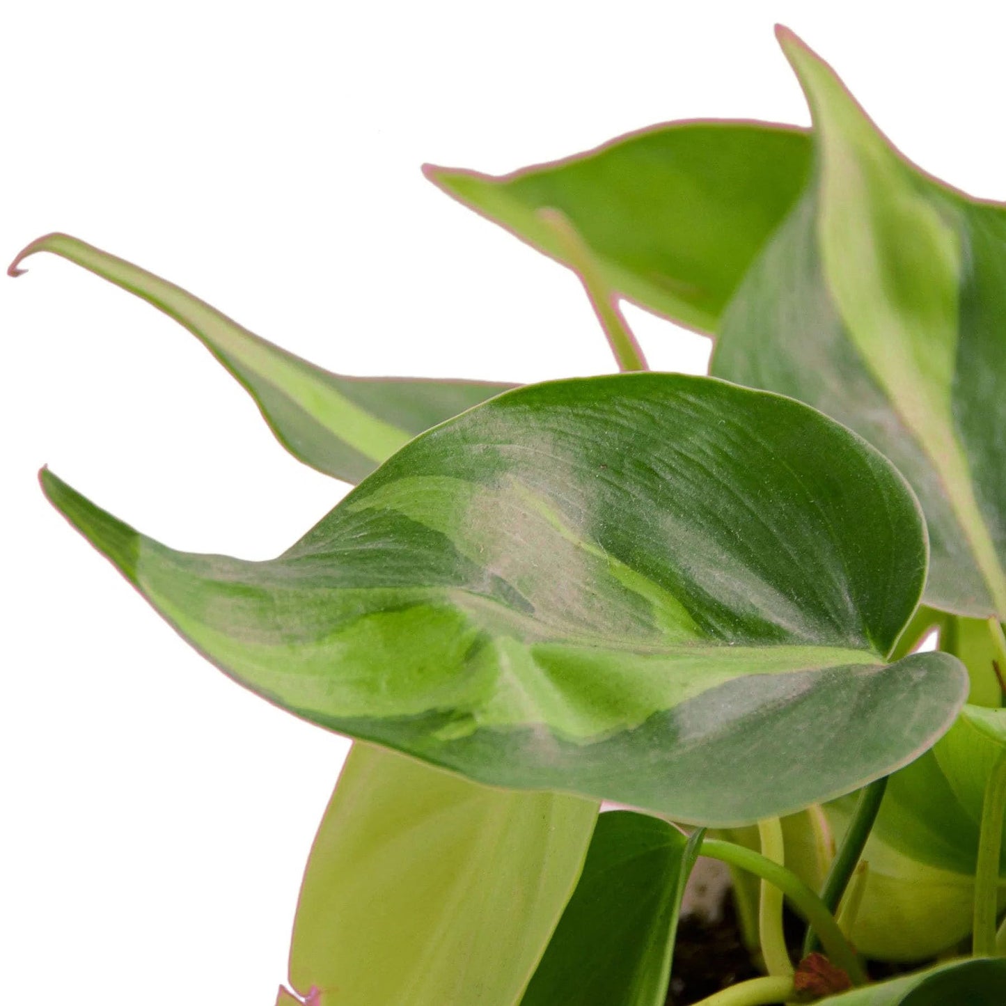 5 Pack Philodendron 'Brasil' in 3in Pot - Live Tropical Houseplant - Easy to Grow | Air Purifying | Variegated | USA Growers | The Snobby Leaf