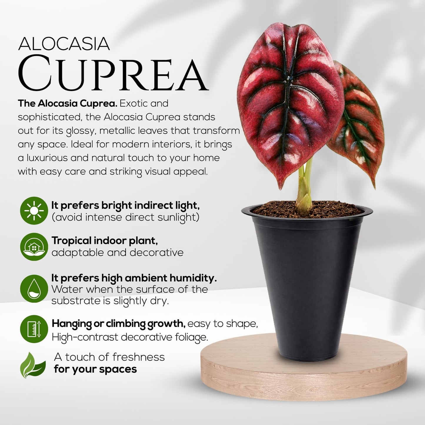 Alocasia Cuprea (4 Pack) Live Plant, Rare Indoor Alocasia, Metallic Leaf Elephant Ear, Tropical Houseplant Live, Starter Size Alocasia Plant, Exotic Foliage Houseplant for Home Decor Indoor Growing