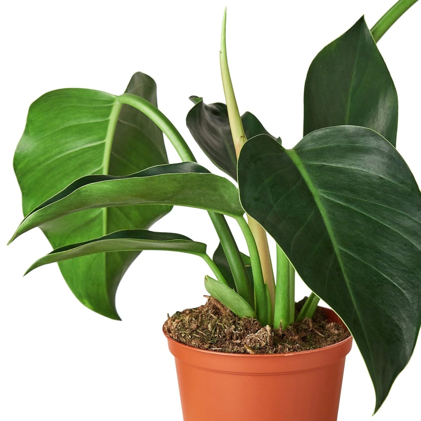 Philodendron 'Congo Green' | Live Plant for Indoor & Outdoor | for Living Room, Office, Bathroom | (6" Pot)