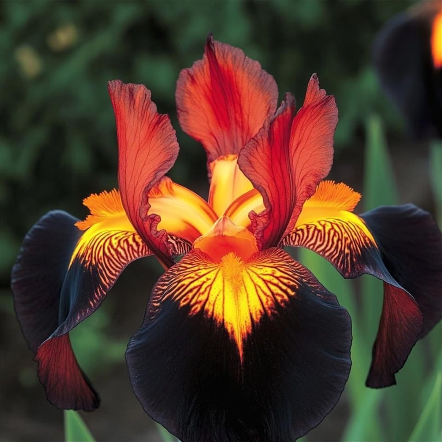 YIJKDSC Bearded Iris for Planting - Magical Hardy Balcony Rare Species, Simple to Grow, Ornamental Value s (b, 4bulbs)