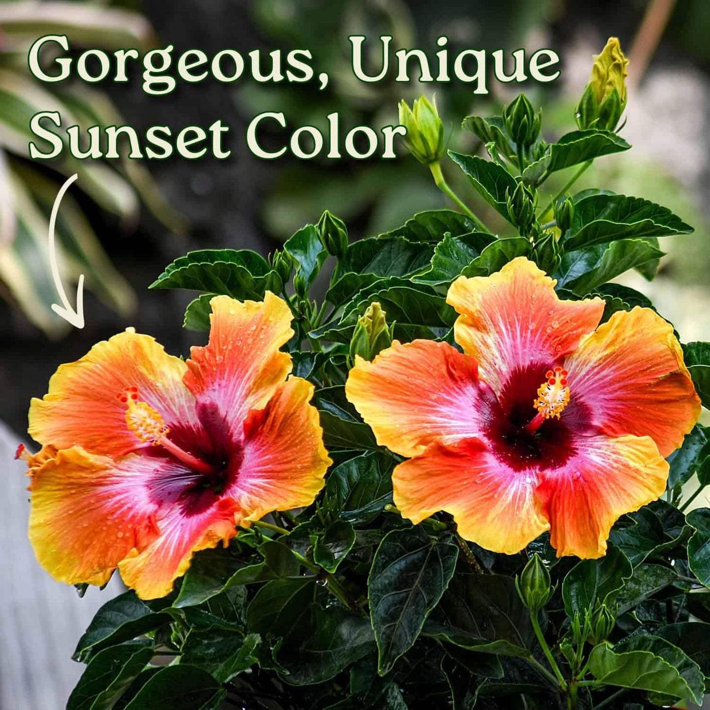 Hibiscus Bush - Fiesta Flower - Tropical Plants of Florida - 3 Gallon Pot - Overall Height 22" to 26" - Sunset Multicolor Blooms