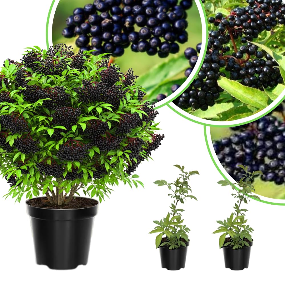 Elderberry Live Plant 4-8'' Tall, Live Black Elderberry Tree Seedling, Edible Berry Bush for Planting, No Pot