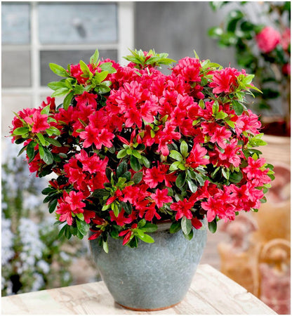 GrowOn Shrubs [x4] Dwarf Japanese Azalea Collection | Variety-Pack | Evergreen Shrubs | Outdoor Garden Ready Plants | Spring Flowering | Red, Orange, Purple, White Flowers