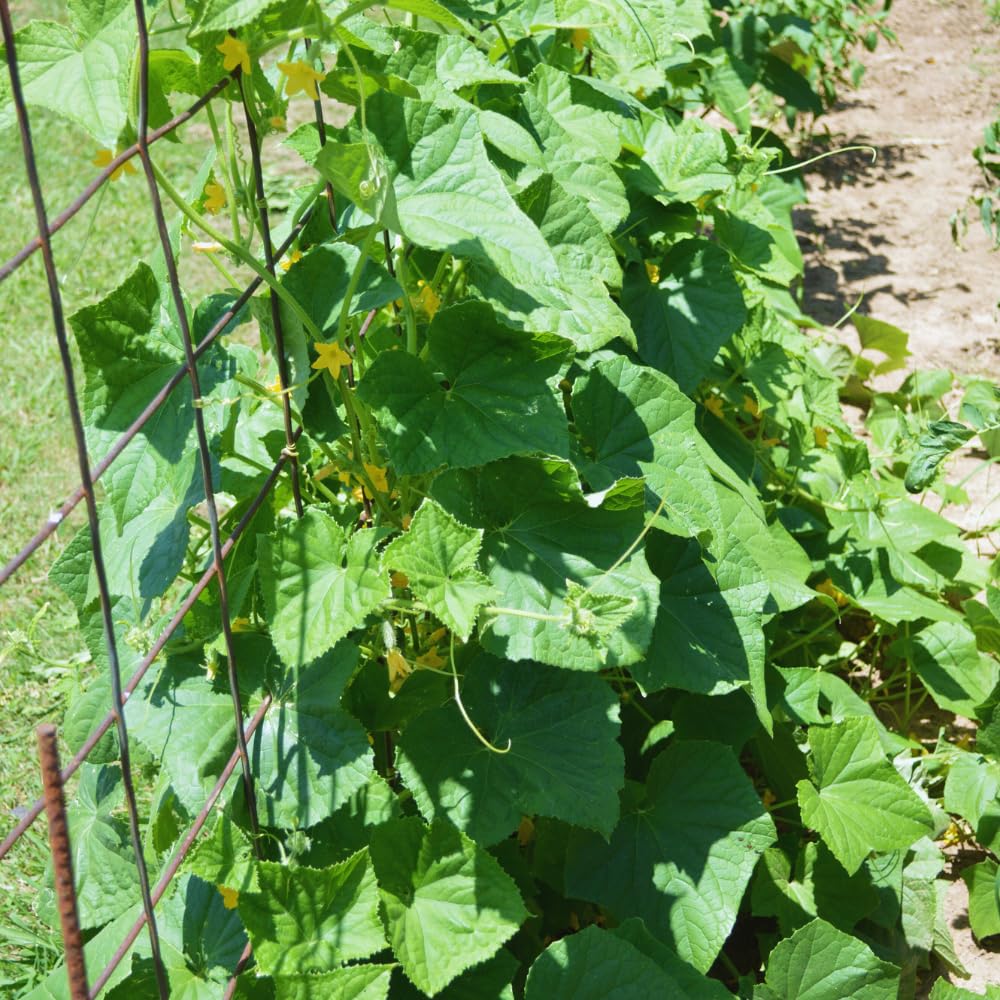 Chayote Squash Plant Live, Chayote Plant, Vegetable Plants, 7 to 9 Inc Tall, Gallon Pot
