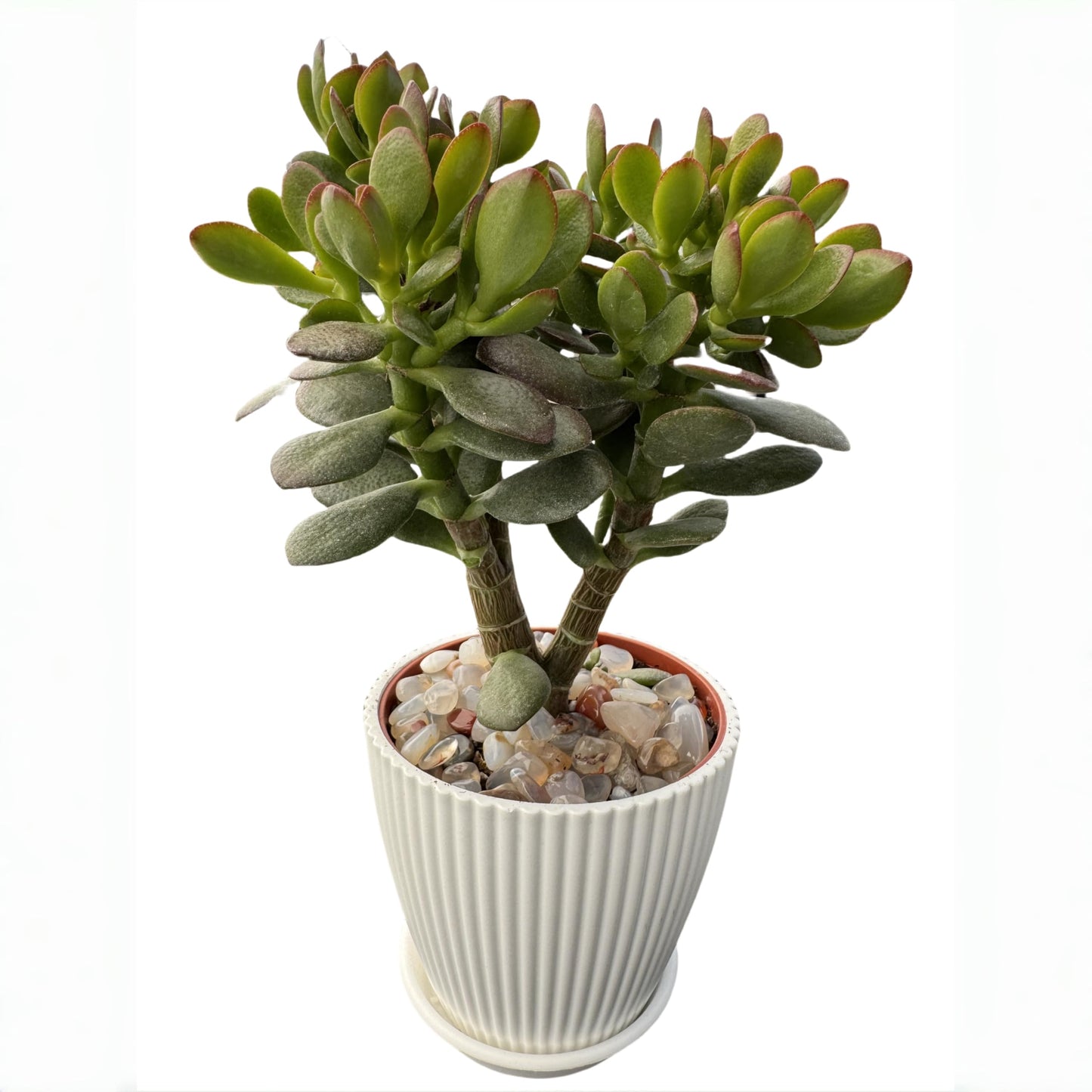 Sprout N Green Dwarf Jade with White Stripe Pot, Live Crassula Ovata Crosby's Compact, Rare Cute Succulent Plant in 4" Planter, Home Office Décor