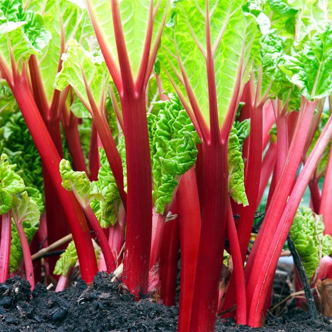 5 L Size Rhubarb Plants for Planting, Fast-Growing Rhubarb Crowns Root Division Plant, High Yield, Rich Flavor, Red Stalks