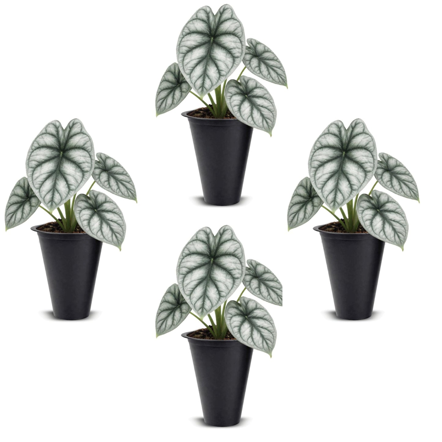 Alocasia Silver Dragon (4 Pack) Live Plant,Rare Indoor Alocasia,Silver Foliage Elephant Ear Plant,Tropical Houseplant Live, Starter Size Alocasia Plant,Houseplant for Home Decor and Indoor Growing