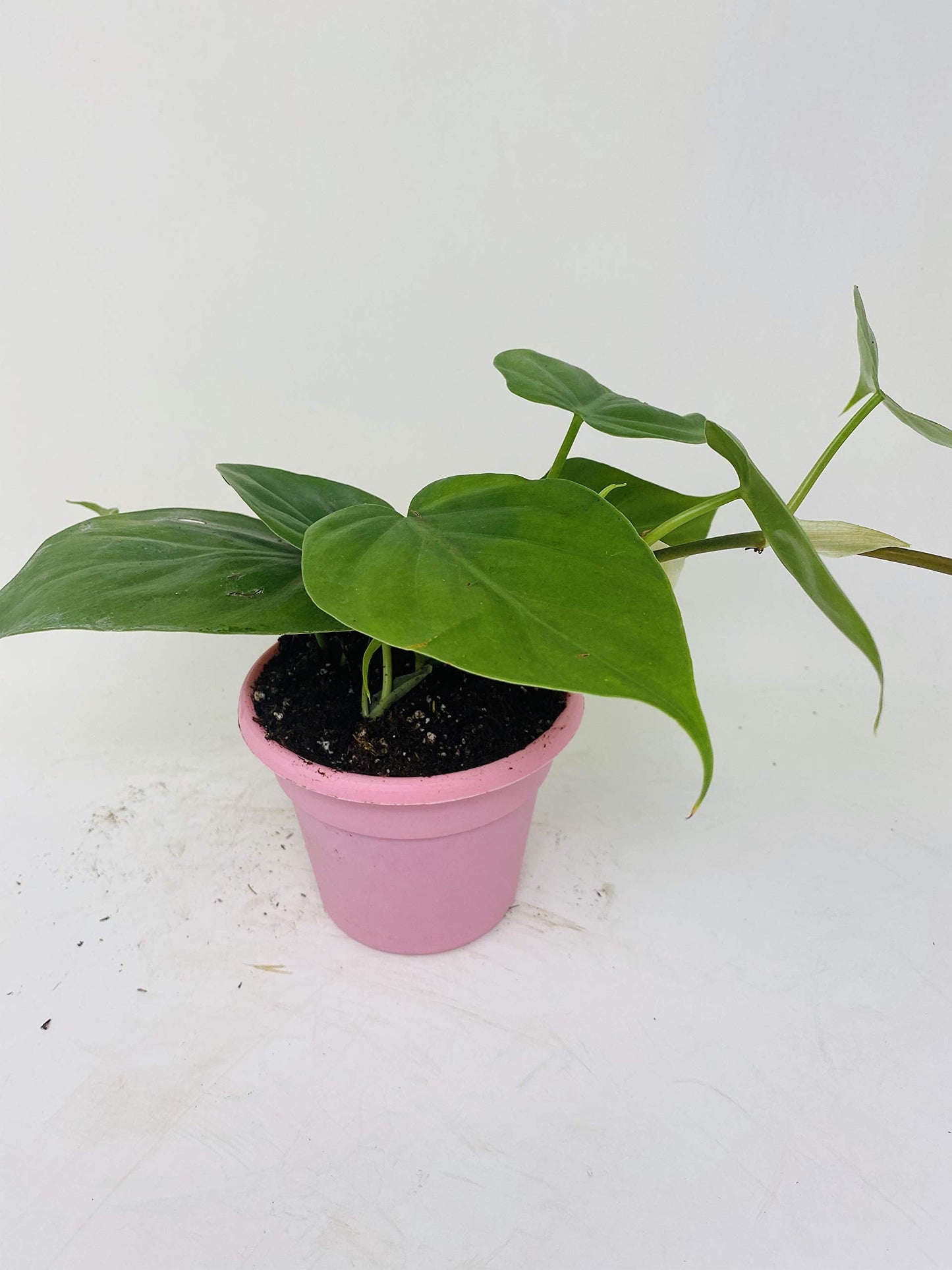 Heart Leaf Philodendron - Easiest House Plant to Grow - 4.5" Unique Design Pot From Jm Bamboo