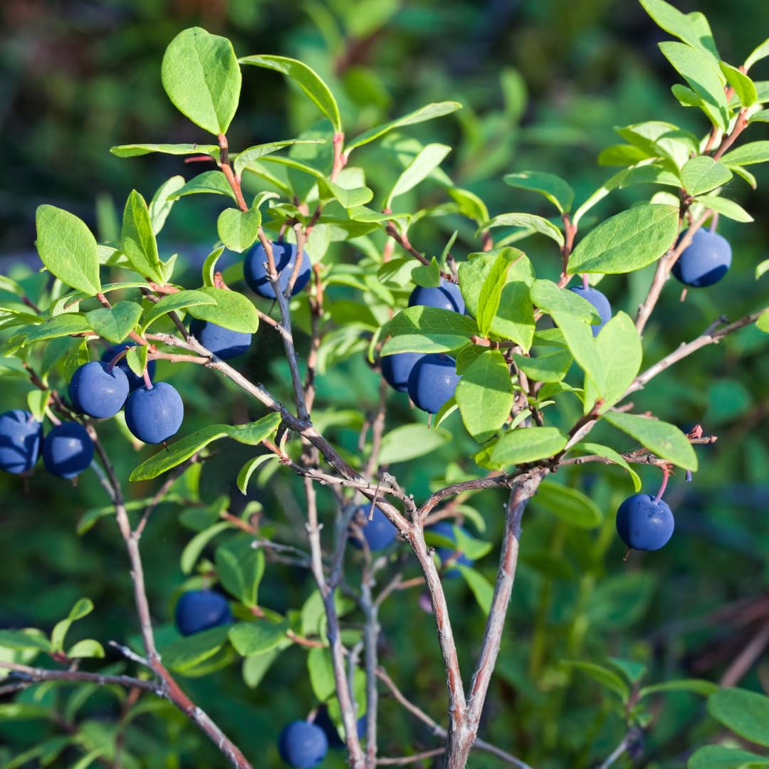 Huckleberry Plants Live for Planting, 3-4 Inch Bare Root Seedlings, Non GMO, Low Maintenance Native Fruit Shrub, Robust Well-Rooted Plants