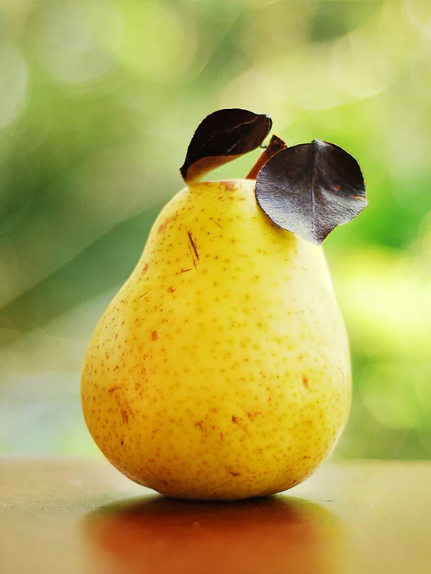 American Plant Exchange Kieffer Pear Tree, Live 1-Gallon Pot, Greenish-Yellow Fruit with Red Blush, Great for Cooking & Storage, Ripens Mid Fall, Self-Pollinating or with Orient Pear, White Blooms