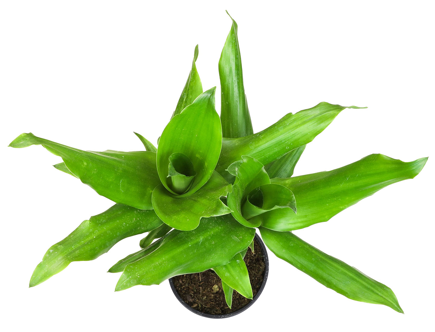 Dracaena Steudneri Moonlight 4 Pack House Plant, 4 Inch Pots for Plants, Dragon Tree Plants for Delivery Prime, Low Light House Plants, Live Plants Indoor Plants Live Houseplants by Plants for Pets