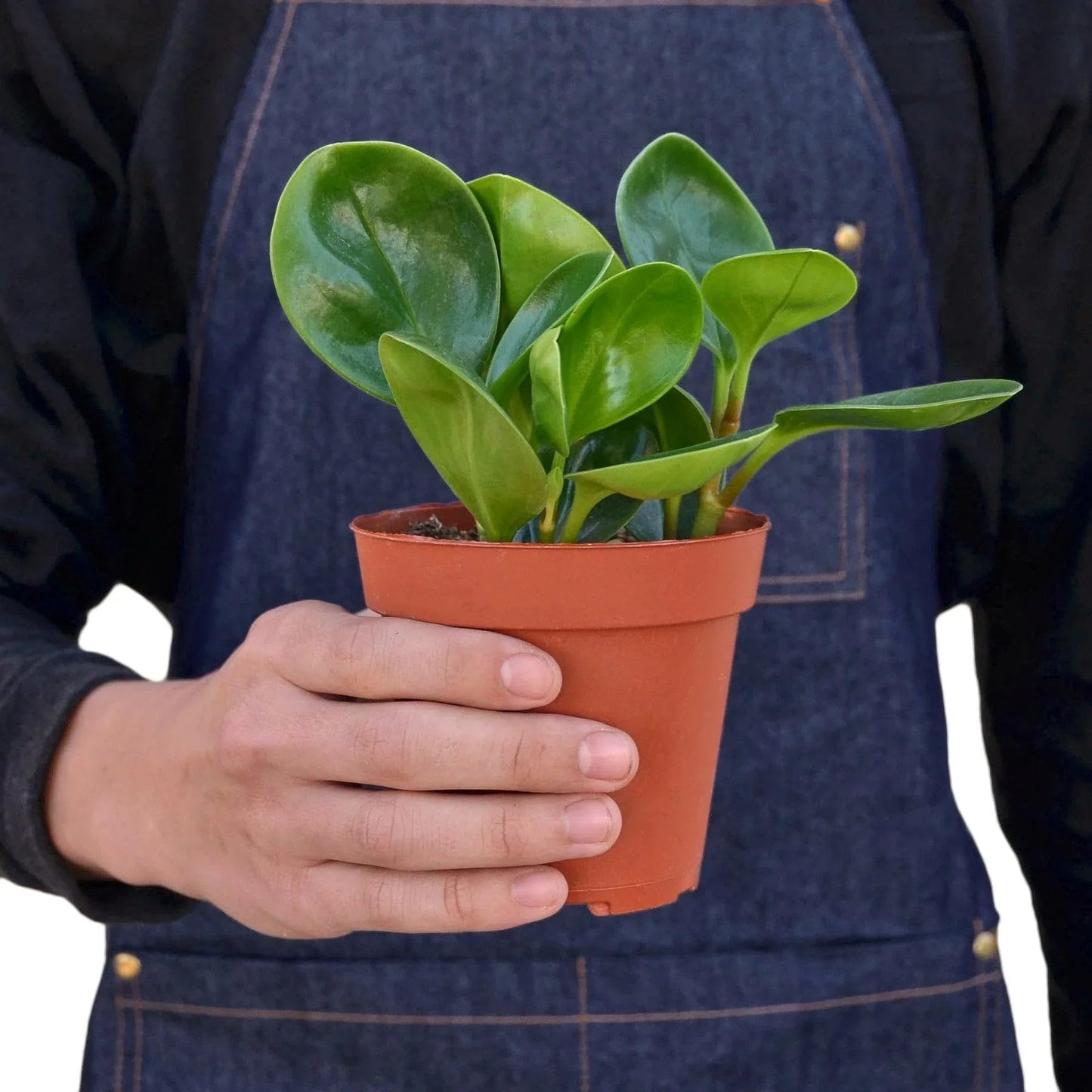 Peperomia Thailand | Live Plant for Indoor & Outdoor | for Living Room, Office, Bathroom | (3" Pot)
