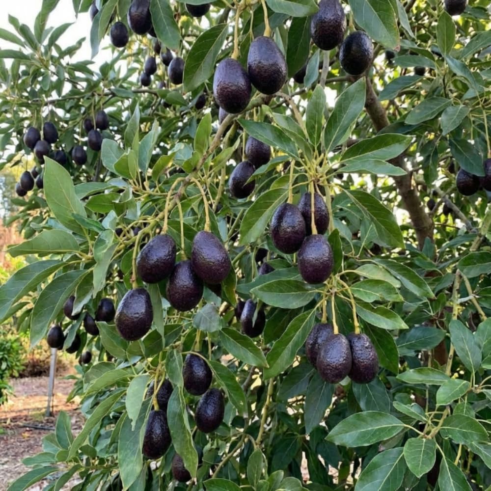 Dwarf Avocado Plant Live, Avocado Fruit Tree in 3 Gallon Pot, Cold Hardy Avocado Plant for Container or Garden, 1-2 Feet Tall, No Ship to CA