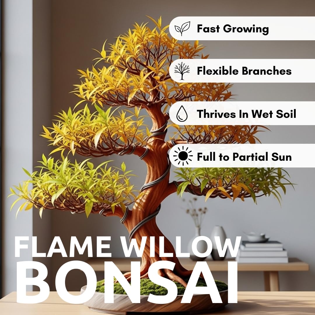 Flame Willow Bonsai Tree Cutting to Grow - Brilliant Orange-Red Bark - Thick Trunk Cutting - Fast Growing Bonsai - Cold-Hardy Deciduous Shrub or Small Tree - Unique Eye Catching