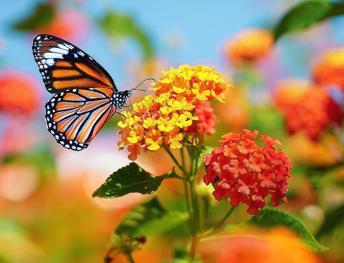 Tropical Milkweed - Asclepias Currassavica Seeds - Food and Host Plant for Monarch Butterflies. Will Grow all over the United States as an Annual and Perennial from Zones 8b and higher.