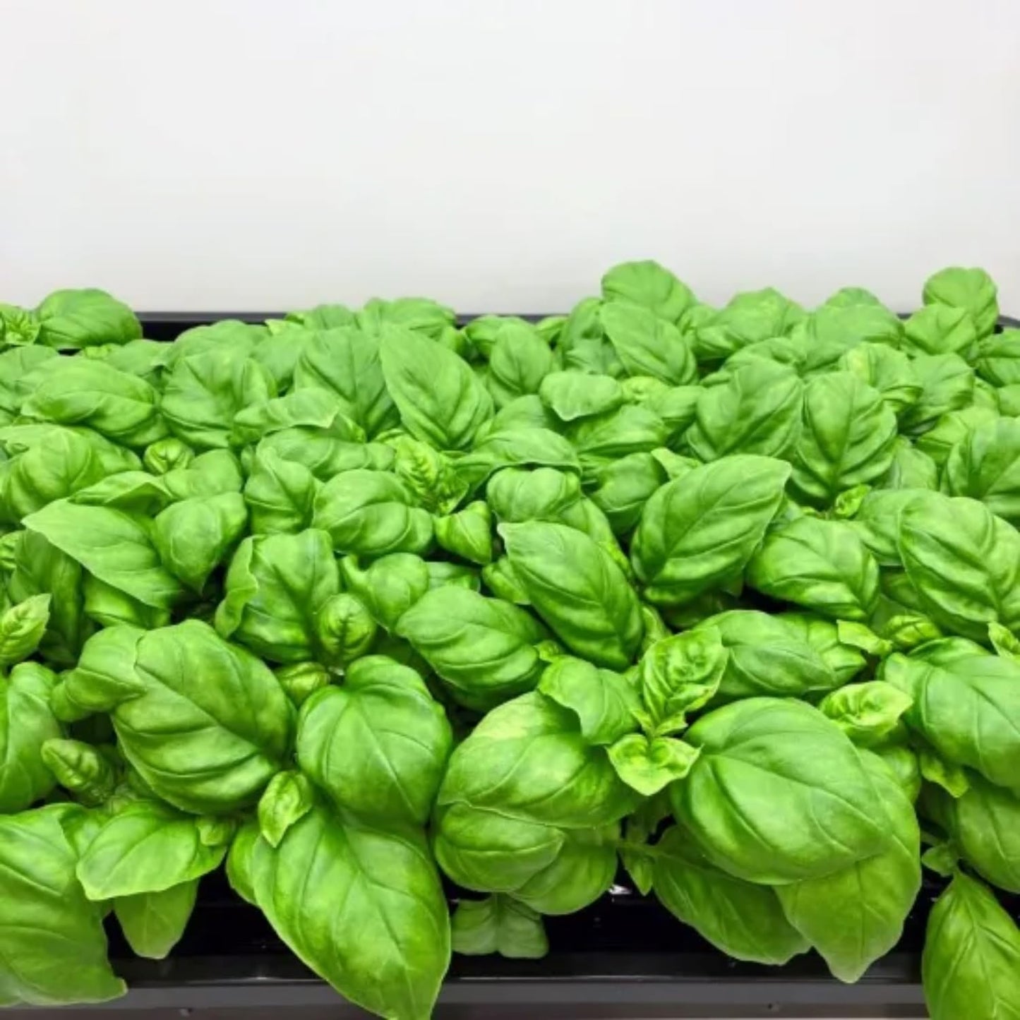 4 Basil Plants, Sweet Basil Plants Live for Indoors, Herb Plant Live, 4 to 6 Inches