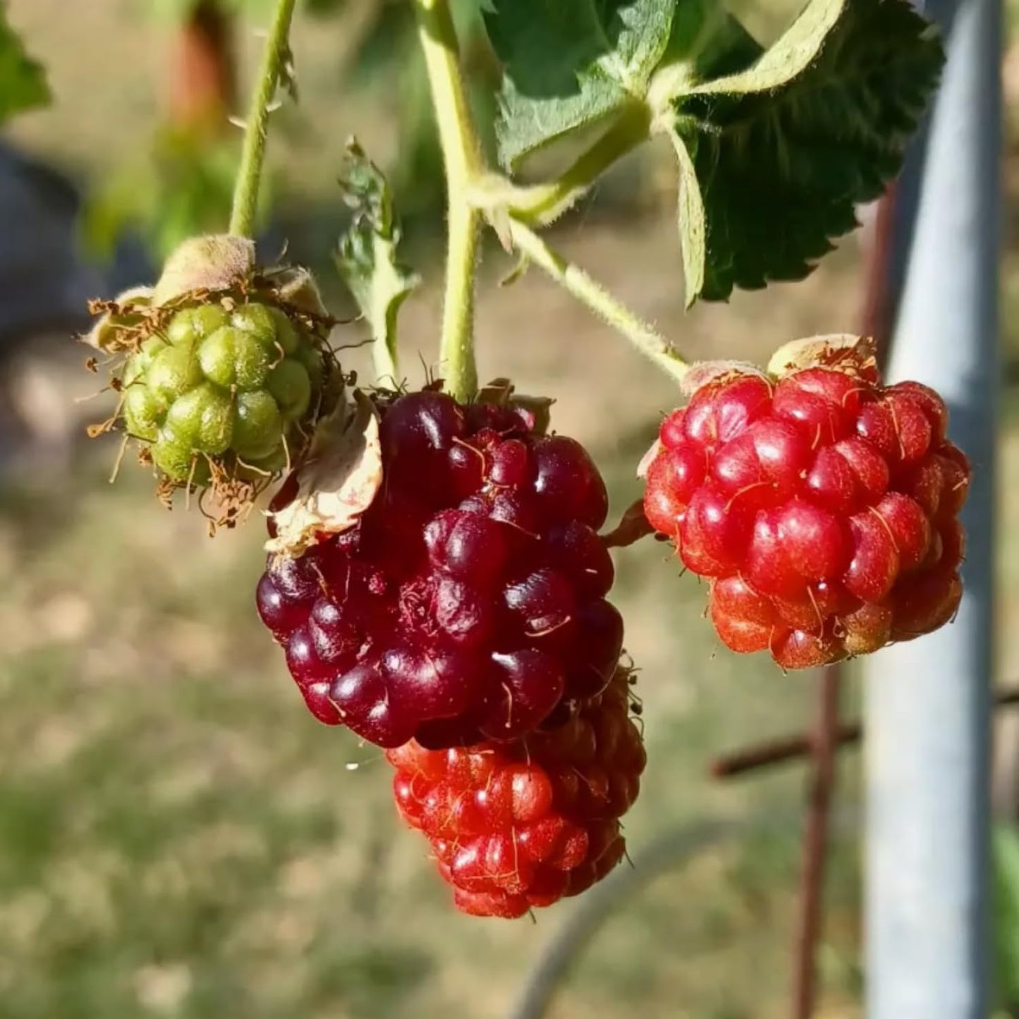 2 Boysenberry Tree Plant Live, Sweet Boysenberry Tree 4-6 Inc, Edible Fruit Plant for Outdoor Landscape
