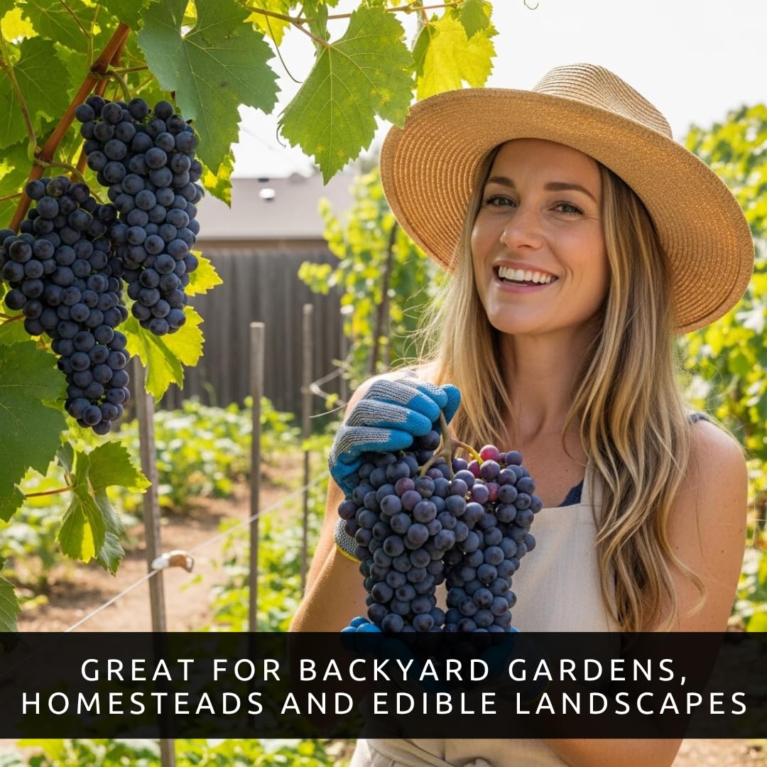 Concord Grape Vine Plants – Cold Hardy Purple Grapes for Home Gardens – Sweet Grapes for Fresh Eating, Juice & Jellylants for Growing - (3 Plants)