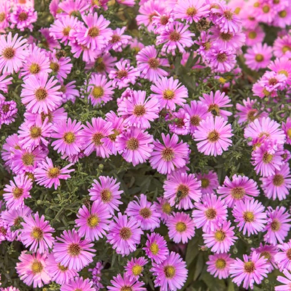 2 Aster Plants Live, Asters Perennial Live Plants, 5 to 7 Inc Tall, Flower Plant for Gardening (Pink)