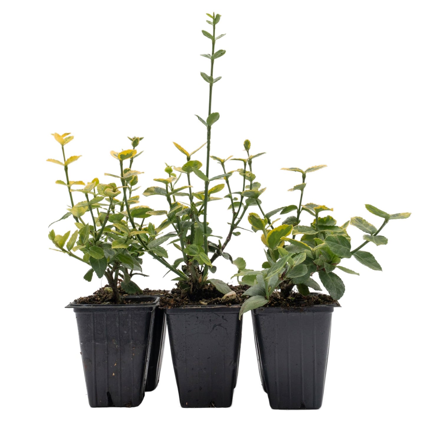 6 Green ‘n’ Gold Euonymus – Variegated Evergreen Shrub for Groundcover, Borders & Low Hedges (Euonymus fortunei ‘Emerald ‘n’ Gold’) in 3.5″ Cubes, Live Plants