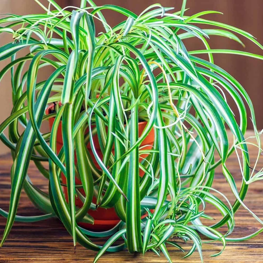 Airplane Spider Plant Live, Curly Spider Plants Live Houseplant in 4 Inches Pot, Indoor Oudoor Decor, Can Grow in Hanging Basket