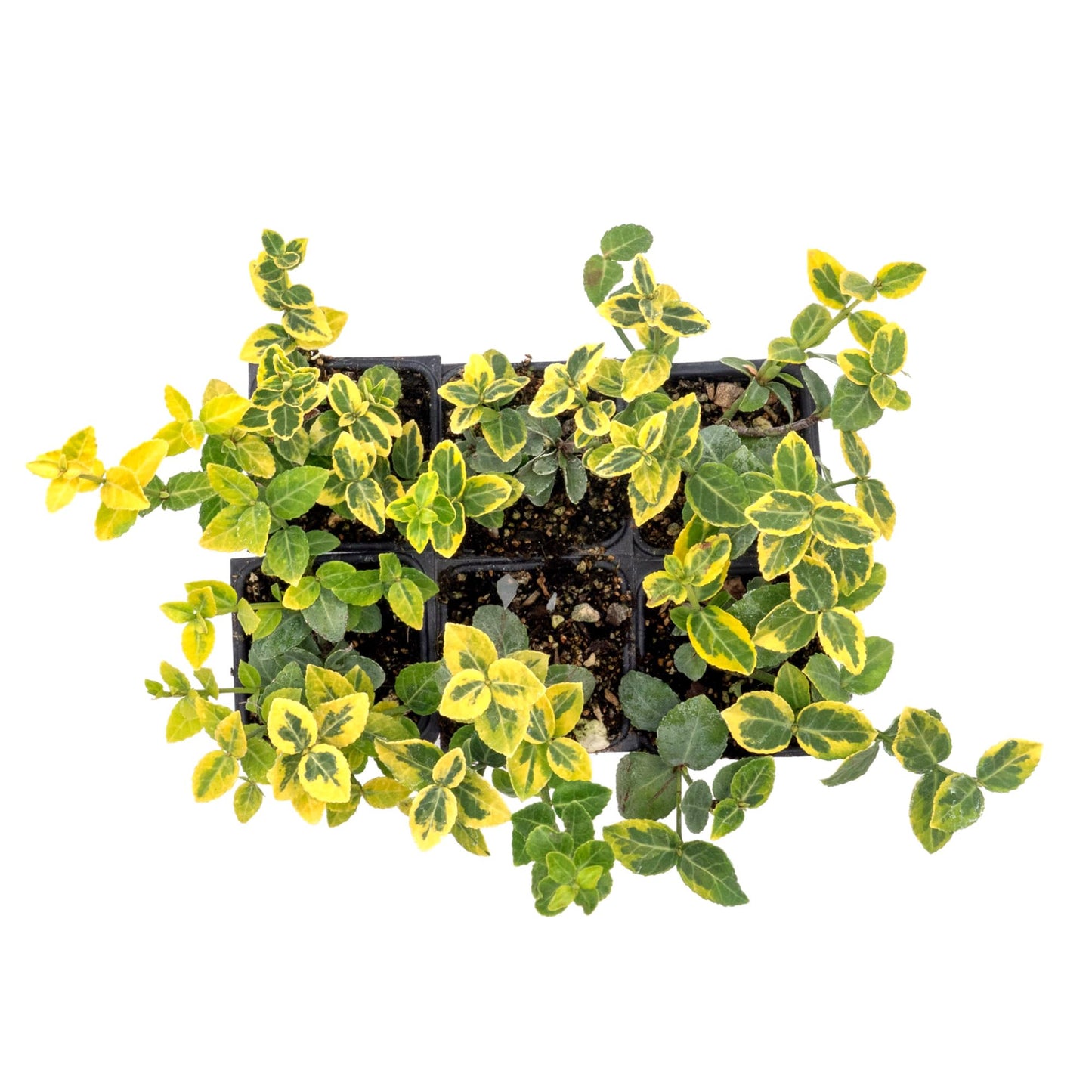 6 Green ‘n’ Gold Euonymus – Variegated Evergreen Shrub for Groundcover, Borders & Low Hedges (Euonymus fortunei ‘Emerald ‘n’ Gold’) in 3.5″ Cubes, Live Plants