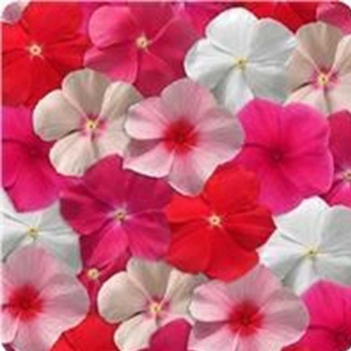 Mediterranean XP Series Vinca Mix ~500 Seeds – Catharanthus roseus – Trailing Annual for Baskets & Beds – Heat & Drought Tolerant – Polka Dot – 4–6" Tall