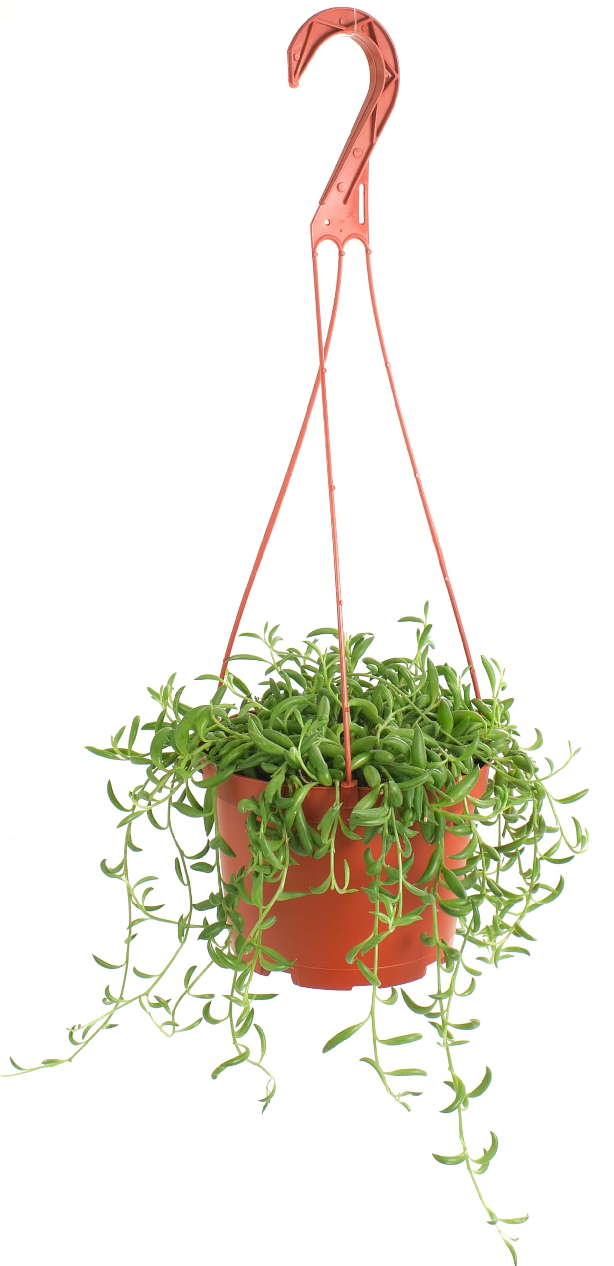 Shop Succulents String of Bananas Hanging Succulent, Fully Rooted Live 6" Succulent Plant with Hanger, Low Maintenance Indoor Plant, Trailing Succulents, Gift & Garden