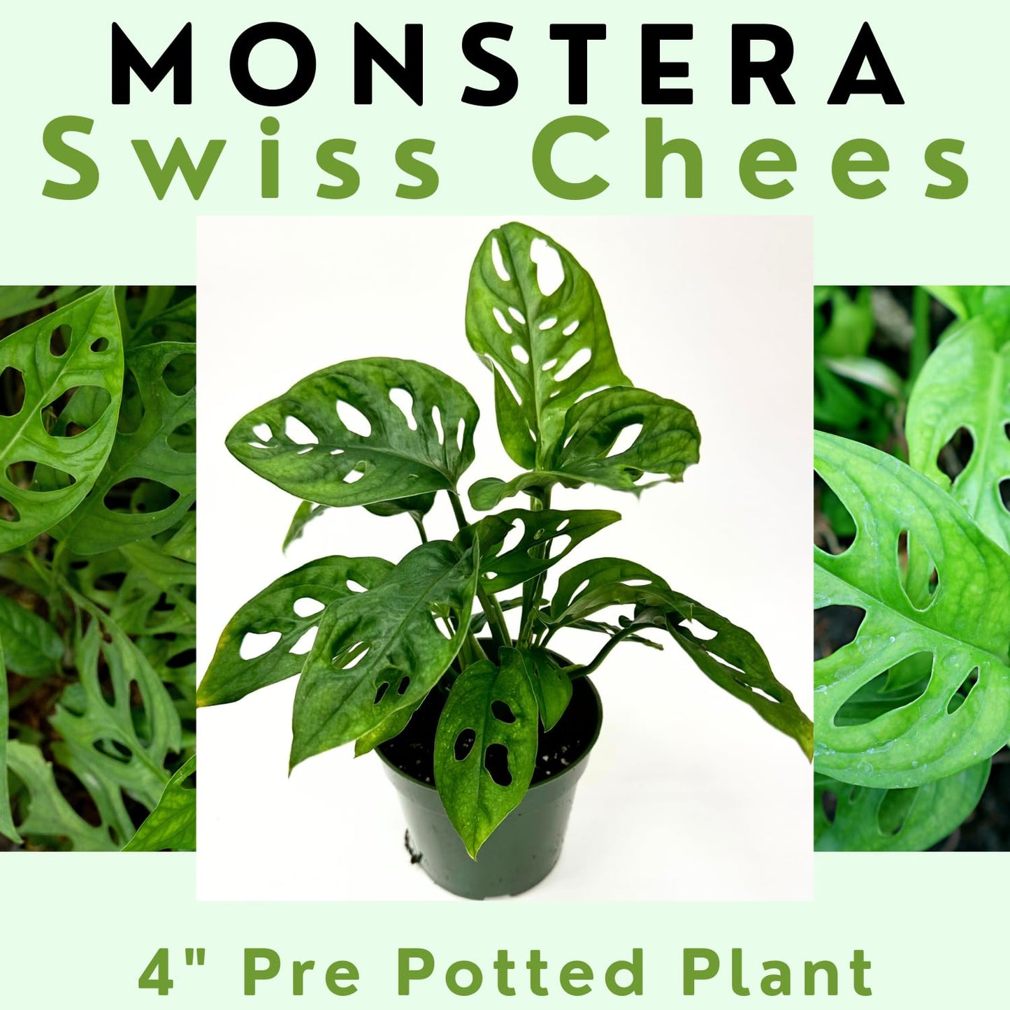 Monstera Adansonii Swiss Cheese Plant Live in 4Inch Pot - Split Leaf Fenestrated Live Indoor Houseplants for Home Office Wedding Decorations & Birthday Gift (Heat Pack Included)