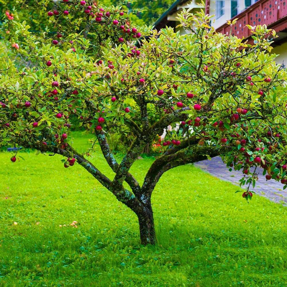 Fuji Apple Tree - 24-36" Tall Live Plant - 2-3 Foot Tall Juicy Red Apple Fruit Tree - Malus domestica 'Fuji'